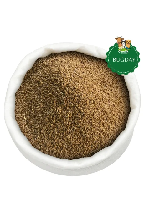 tane buğday