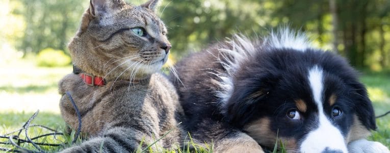 ricky 155 Kedi Mamasının Önemi: Sağlıklı Bir Yaşamın Temeli