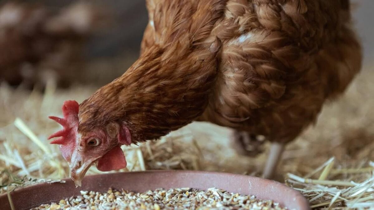 Arpanın Tavuklara Faydası Nelerdir? (Yumurta ve Sindirim Etkisi) 1 Arpanın Tavuklara Faydası Nelerdir